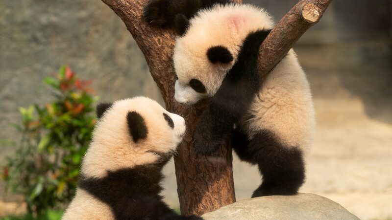 First_Hong_Kong_Born_Giant_Panda_Cubs_Make_Public_Debut - Khabar Asia First_Hong_Kong_Born_Giant_Panda_Cubs_Make_Public_Debut