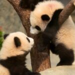 First_Locally_Born_Giant_Panda_Cubs_Debut_at_Ocean_Park_Hong_Kong