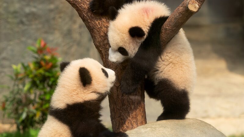 First_Locally_Born_Giant_Panda_Cubs_Debut_at_Ocean_Park_Hong_Kong