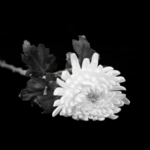 Former_Vice_Premier_Zou_Jiahua_Cremated_in_Beijing