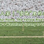 From_Wasteland_to_Prosperity__Wang_Ning_s_Goji_Revolution_in_Guangrong_Village video poster
