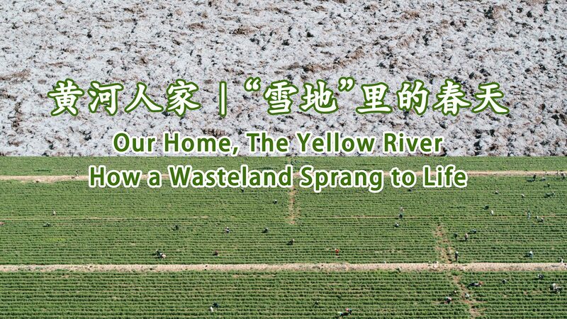 From_Wasteland_to_Prosperity__Wang_Ning_s_Goji_Revolution_in_Guangrong_Village_poster - Khabar Asia From_Wasteland_to_Prosperity__Wang_Ning_s_Goji_Revolution_in_Guangrong_Village video poster