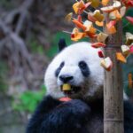 Giant_Pandas_at_Chongqing_Zoo_Savor_Fresh_Fruit_and_Veggie_Skewers