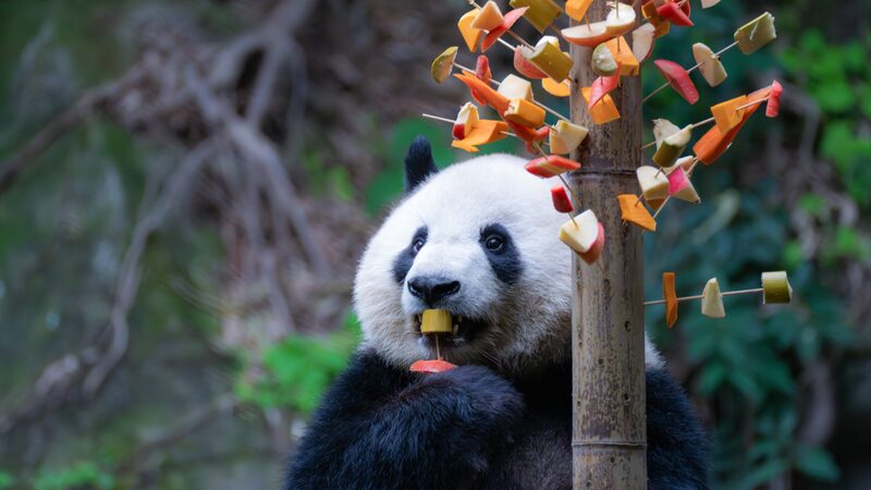 Giant_Pandas_at_Chongqing_Zoo_Savor_Fresh_Fruit_and_Veggie_Skewers - Khabar Asia Giant_Pandas_at_Chongqing_Zoo_Savor_Fresh_Fruit_and_Veggie_Skewers