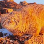 Golden_Pallas_s_Cat_Spotted_on_Frozen_Hulunbuir_Grasslands video poster