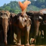 Human_Elephant_Conflict_Claims_Over_3_000_Elephants_in_Sri_Lanka