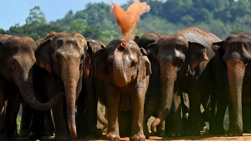 Human_Elephant_Conflict_Claims_Over_3_000_Elephants_in_Sri_Lanka - Khabar Asia Human_Elephant_Conflict_Claims_Over_3_000_Elephants_in_Sri_Lanka