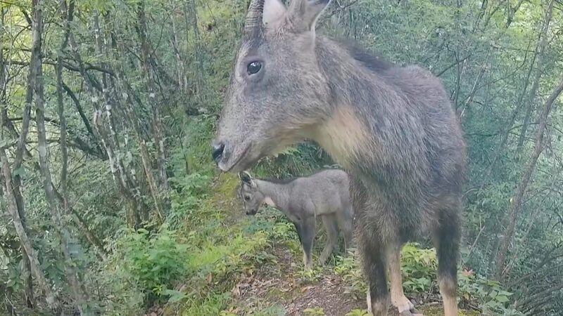Infrared Camera Captures Tender Moment of Chinese Goral in Hubei Infrared_Camera_Captures_Tender_Moment_of_Chinese_Goral_in_Hubei video poster