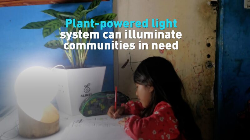 Innovative Plant-Powered Lighting Brings Hope to Energy-Deprived Communities Innovative_Plant_Powered_Lighting_Brings_Hope_to_Energy_Deprived_Communities video poster