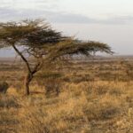 Intensifying_Drought_Threatens_Millions_in_Kenya_s_Arid_Regions