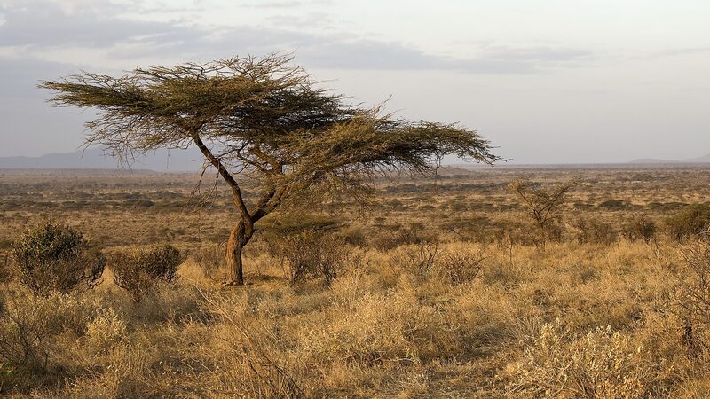 Intensifying_Drought_Threatens_Millions_in_Kenya_s_Arid_Regions
