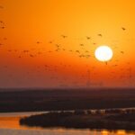 Migratory_Birds_Grace_Yellow_River_Amidst_Melting_Ice_in_Shandong video poster