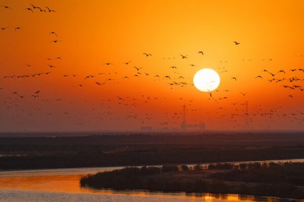 Migratory Birds Grace Yellow River Amidst Melting Ice in Shandong Migratory_Birds_Grace_Yellow_River_Amidst_Melting_Ice_in_Shandong video poster