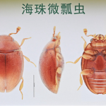 New_Insect_Species_Discovered_in_Guangzhou_s_Urban_Wetlands