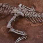 New_Sauropod_Dinosaur_Species_Discovered_in_Southwestern_China