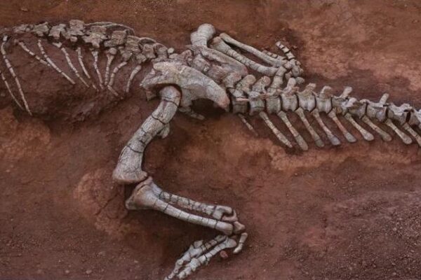 New Sauropod Dinosaur Species Discovered in Southwestern China New_Sauropod_Dinosaur_Species_Discovered_in_Southwestern_China