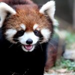Playful_Red_Pandas_Charm_Visitors_at_Shanghai_Zoo
