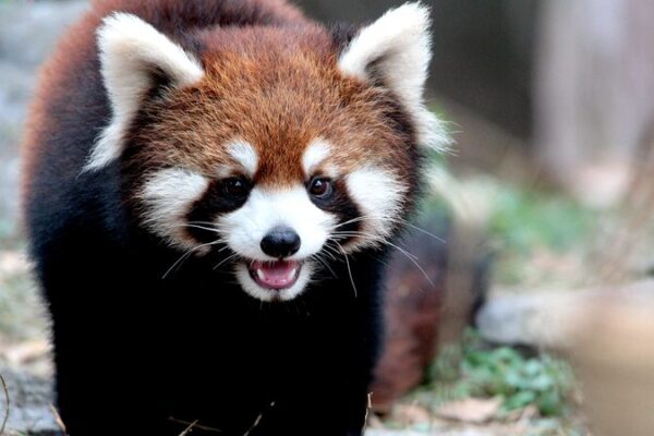 Playful Red Pandas Charm Visitors at Shanghai Zoo Playful_Red_Pandas_Charm_Visitors_at_Shanghai_Zoo