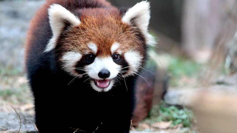 Playful_Red_Pandas_Charm_Visitors_at_Shanghai_Zoo - Khabar Asia Playful_Red_Pandas_Charm_Visitors_at_Shanghai_Zoo