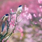 Rain_Water_Solar_Term_Marks_Spring_s_Arrival_in_the_Chinese_Mainland