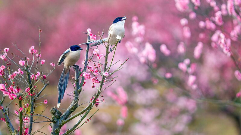 Rain_Water_Solar_Term_Marks_Spring_s_Arrival_in_the_Chinese_Mainland - Khabar Asia Rain_Water_Solar_Term_Marks_Spring_s_Arrival_in_the_Chinese_Mainland