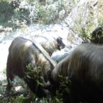 Rare__Bullfight__Footage_of_Gaoligong_Takins_Captured_in_Yunnan video poster