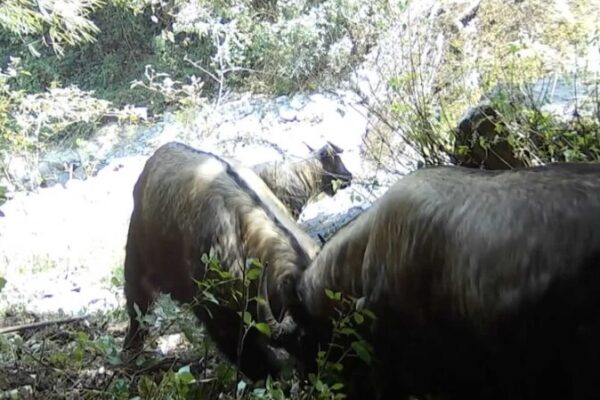 Rare ‘Bullfight’ Footage of Gaoligong Takins Captured in Yunnan Rare__Bullfight__Footage_of_Gaoligong_Takins_Captured_in_Yunnan video poster