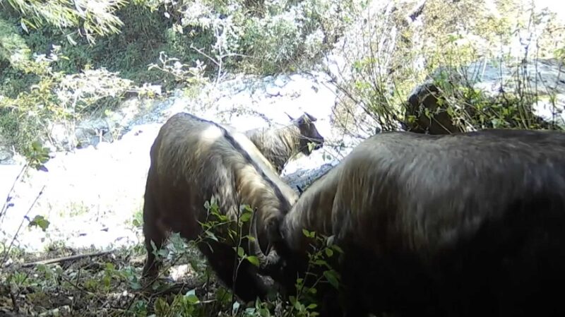 Rare__Bullfight__Footage_of_Gaoligong_Takins_Captured_in_Yunnan_poster - Khabar Asia Rare__Bullfight__Footage_of_Gaoligong_Takins_Captured_in_Yunnan video poster