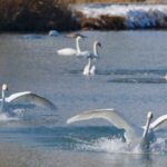 Rising_Numbers_of_Swans_Grace_Xinjiang_s_Swan_Spring_Wetland