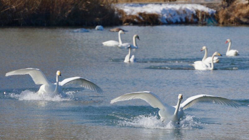 Rising_Numbers_of_Swans_Grace_Xinjiang_s_Swan_Spring_Wetland - Khabar Asia Rising_Numbers_of_Swans_Grace_Xinjiang_s_Swan_Spring_Wetland