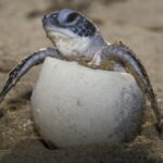 Scientists_Unveil_the__Lost_Years__of_Sea_Turtles_with_Satellite_Tracking