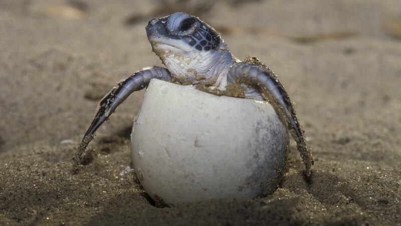 Scientists_Unveil_the__Lost_Years__of_Sea_Turtles_with_Satellite_Tracking