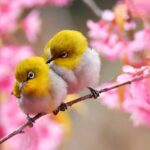 Spring_Awakens_in_Guiyang__Cherry_Blossoms_and_Birds_Embrace_Early_Warmth