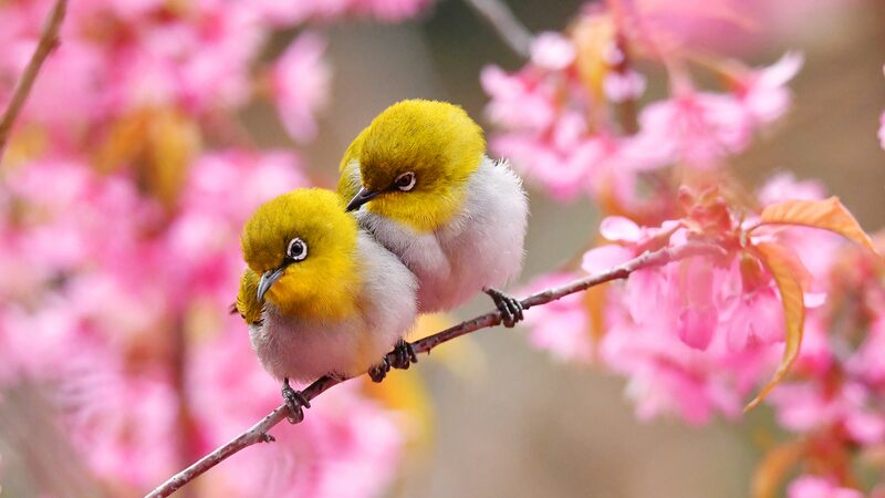Spring_Awakens_in_Guiyang__Cherry_Blossoms_and_Birds_Embrace_Early_Warmth