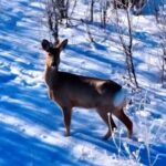 _To_the_Wonder__Boosts_Tourism_in_Xinjiang_s_Altay_Region video poster