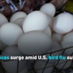 U_S__Bird_Flu_Outbreak_Causes_Egg_Prices_to_Soar video poster