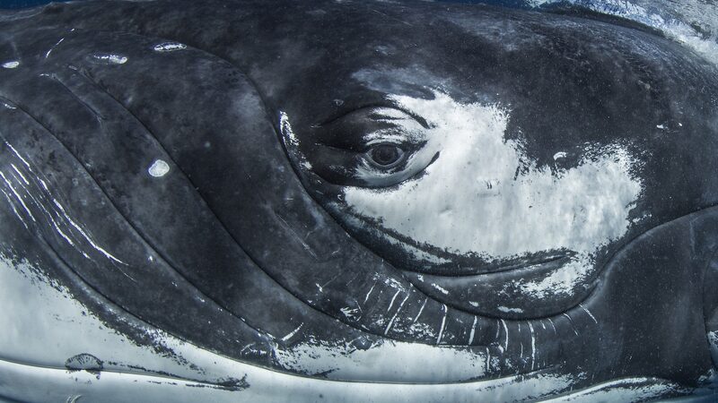 Whale Songs Mirror Human Language Structures, Scientists Reveal Whale_Songs_Mirror_Human_Language_Structures__Scientists_Reveal