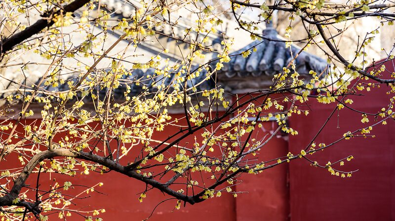 Wintersweet Blooms Herald Early Spring at Beijing’s Historic Wanshou Temple Wintersweet_Blooms_Herald_Early_Spring_at_Beijing_s_Historic_Wanshou_Temple