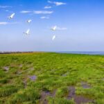 Yellow_River_Delta_Wetlands__Protecting_Our_Common_Future video poster