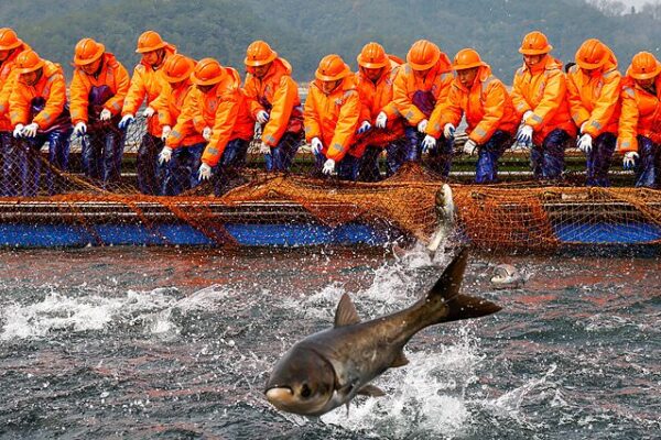 Zhejiang Fishermen Celebrate First Bumper Catch of the Year at Qiandao Lake Zhejiang_Fishermen_Celebrate_First_Bumper_Catch_of_the_Year_at_Qiandao_Lake