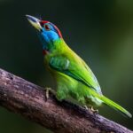 24PBUTWZ1A3W24X7LJDR-3 - Khabar Asia Spring Birdsong Transforms Yunnan's Baihualing into Birdwatcher’s Paradise