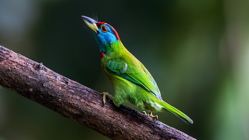 24PBUTWZ1A3W24X7LJDR-3 - Khabar Asia Spring Birdsong Transforms Yunnan's Baihualing into Birdwatcher’s Paradise