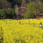 5J97YH7E2S0HM38J7J1K-2 - Khabar Asia Golden Bloom: Spring Canola Flowers Transform Anhui’s Countryside video poster