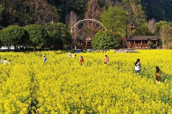 Golden Bloom: Spring Canola Flowers Transform Anhui’s Countryside video poster