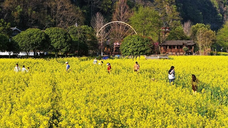 5J97YH7E2S0HM38J7J1K-2 - Khabar Asia Golden Bloom: Spring Canola Flowers Transform Anhui’s Countryside video poster