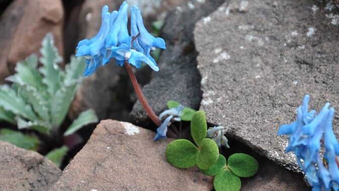 Alpine Plant’s Rock-Like Camouflage Genes Revealed Alpine_Plant_s_Rock_Like_Camouflage_Genes_Revealed