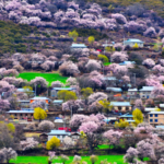 Bakang_Village__Peach_Blossoms_Paint_Xizang_s_Spring_Landscape_poster - Khabar Asia Bakang_Village__Peach_Blossoms_Paint_Xizang_s_Spring_Landscape video poster