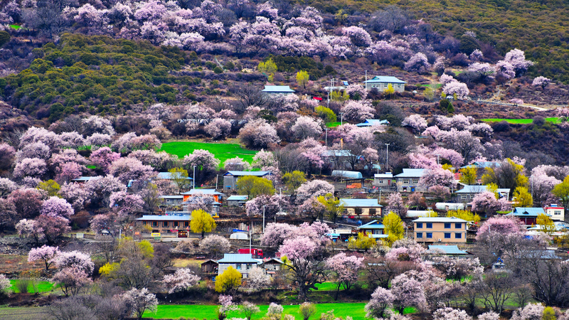Bakang_Village__Peach_Blossoms_Paint_Xizang_s_Spring_Landscape_poster - Khabar Asia Bakang_Village__Peach_Blossoms_Paint_Xizang_s_Spring_Landscape video poster