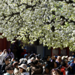 Beijing_s_Zhihua_Temple_Blooms_with_Centuries_Old_Pear_Trees - Khabar Asia Beijing_s_Zhihua_Temple_Blooms_with_Centuries_Old_Pear_Trees