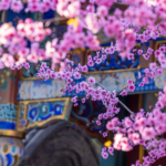 Beijing_s_Zhongshan_Park_Dazzles_with_Rare_Spring_Plum_Blooms - Khabar Asia Beijing_s_Zhongshan_Park_Dazzles_with_Rare_Spring_Plum_Blooms